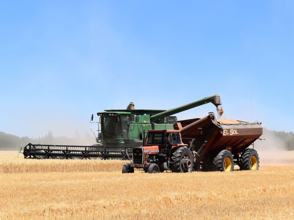 Proizvođači očekuju otkupnu cijenu pšenice od 65 do 70 feninga