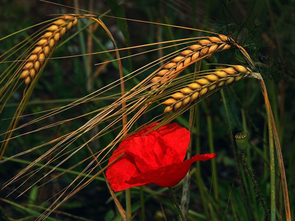 Raž iz okoline Prijepolja tražen i u inostranstvu - Autohtono seme čuva se u Norveškoj
