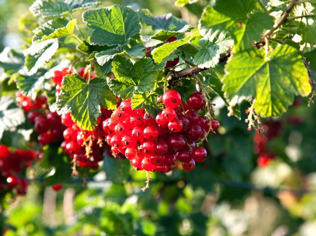 Jagodičasto voće iz okoline Leskovca izvozi se u inostranstvo - Pureberry planira proširenje zasada ribizle