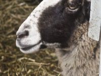 Evo zašto se ovčarstvo ponovo isplati