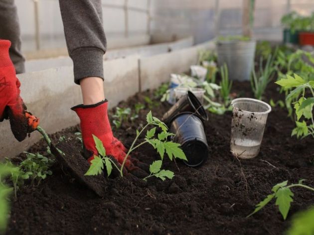 Zdrava hrana sa terase - Ove vrste povrća možete uzgajati u saksijama