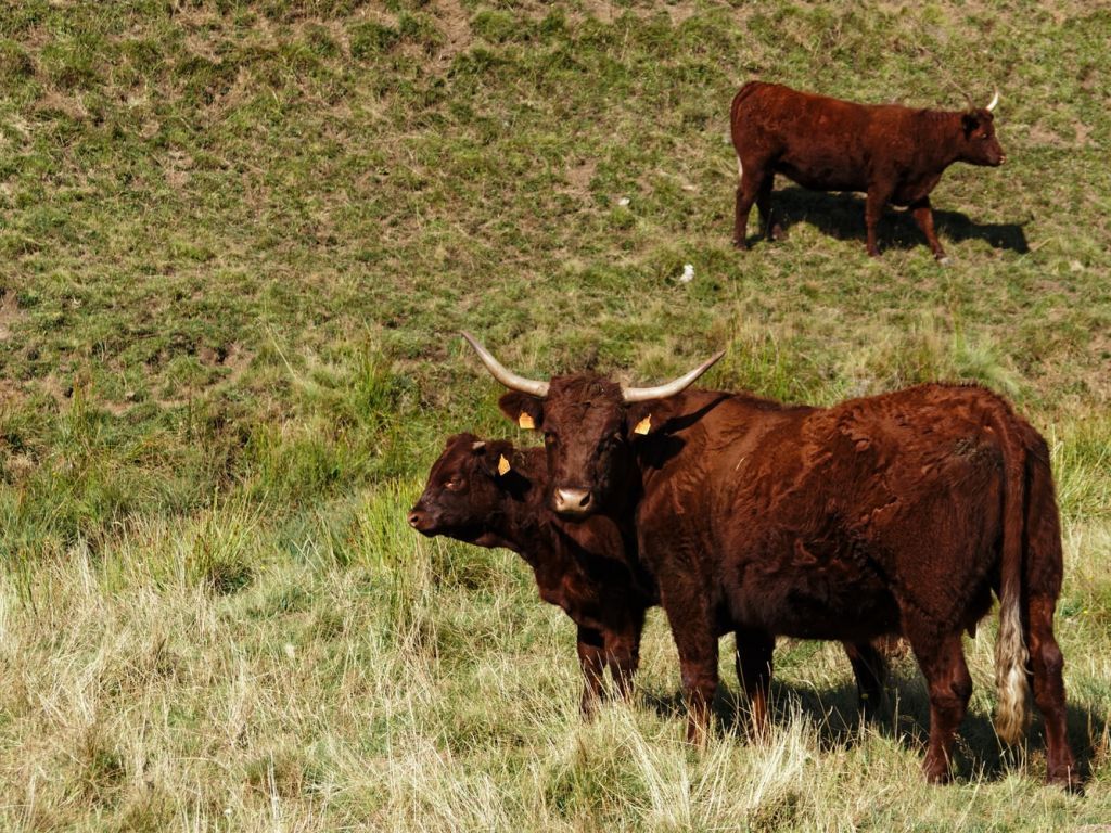Novoosnovana farma Rog kod Tomislavgrada uzgaja salers goveda - Francuska pasmina idealna za kamenjarske terene