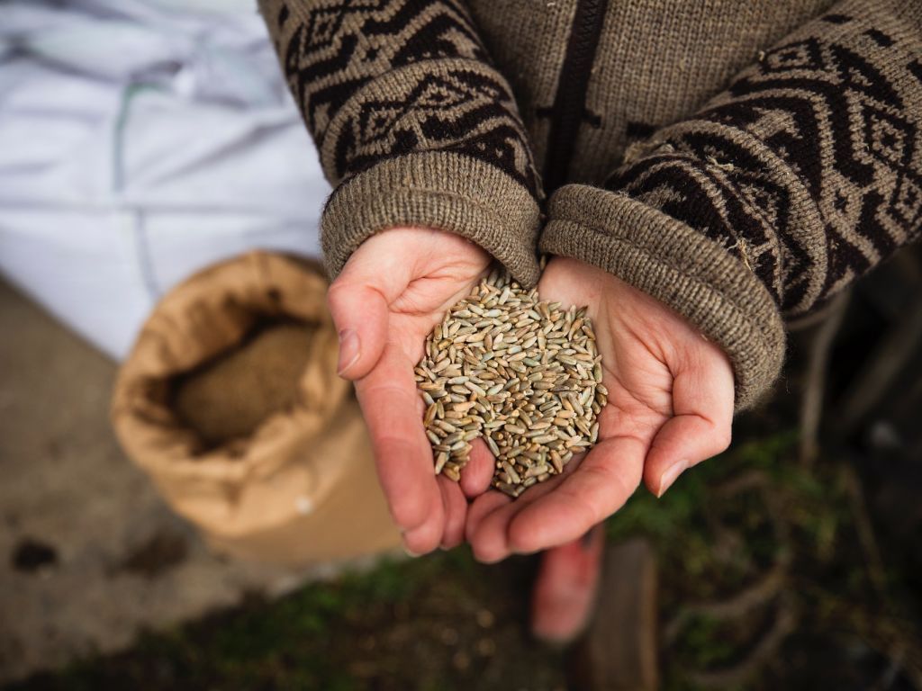 Setva spelte jefitinija od pšenice - Prinos od 4,5 tone po hektaru