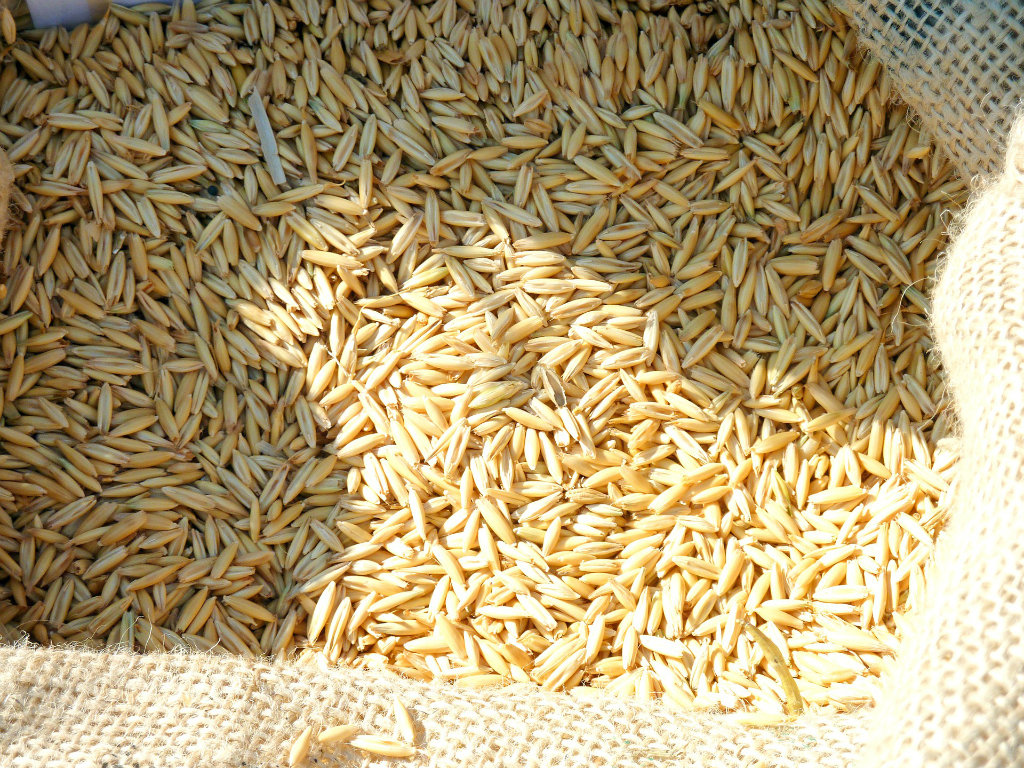 Sirak za zrno potencijalna zamena za kukuruz, spelta rentabilnija od pšenice