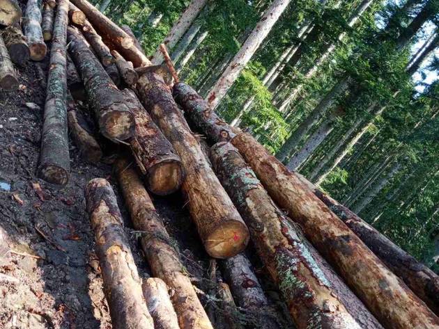Budućnost drvne industrije Sokoca leži u boljoj iskorišćenosti šumskih potencijala - U planu razvoj turističke i lovno-turističke djelatnosti