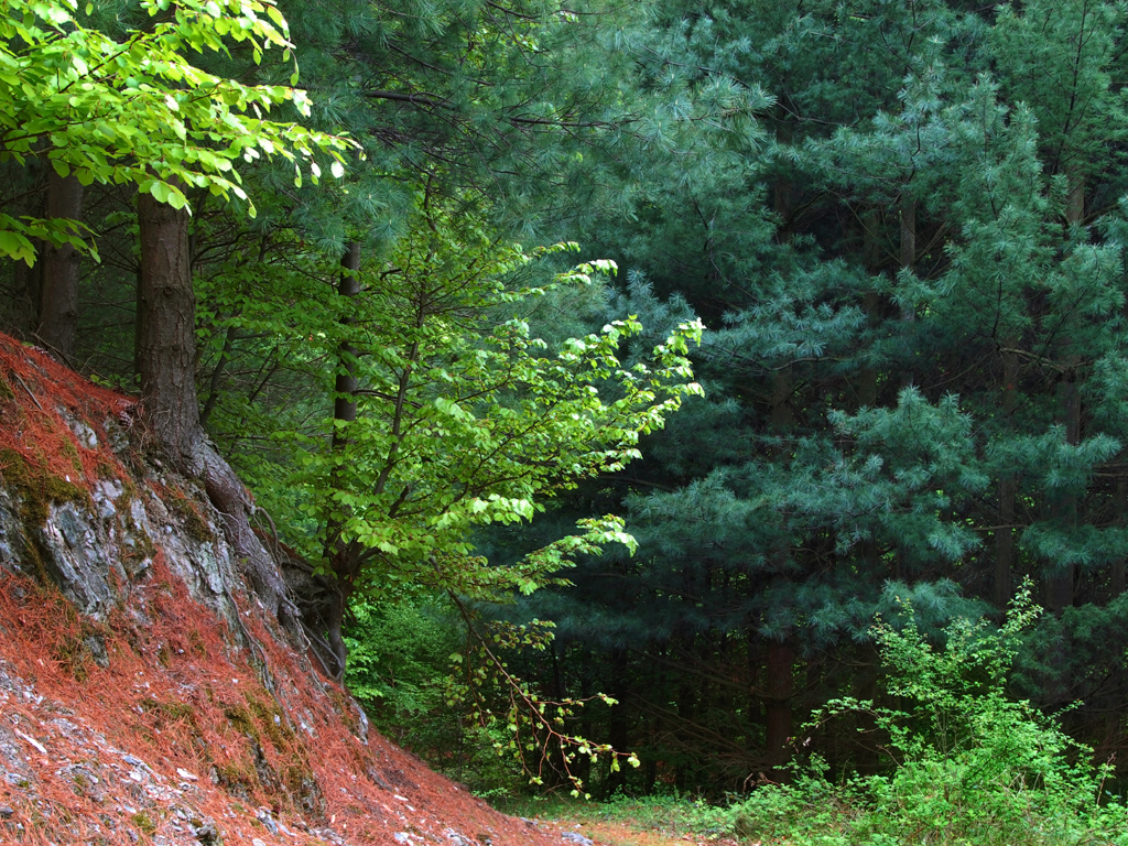 U Vojvodini uništen godišnji obim korišćenja šuma - Za proces obnove potreban dug period