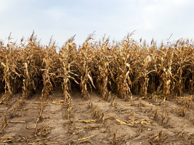 FAO: Ako ne bude korenitih promena, čovečanstvu preti velika glad