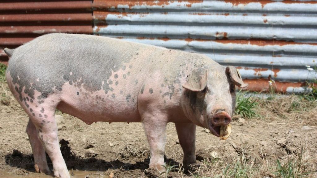Ukinuta epidemija afričke kuge svinja na teritoriji Čačka