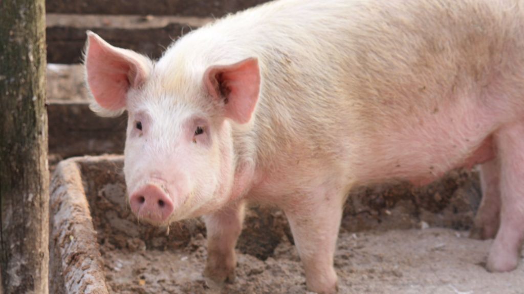 Ukinuta vanredna situacija zbog afričke kuge svinje u RS