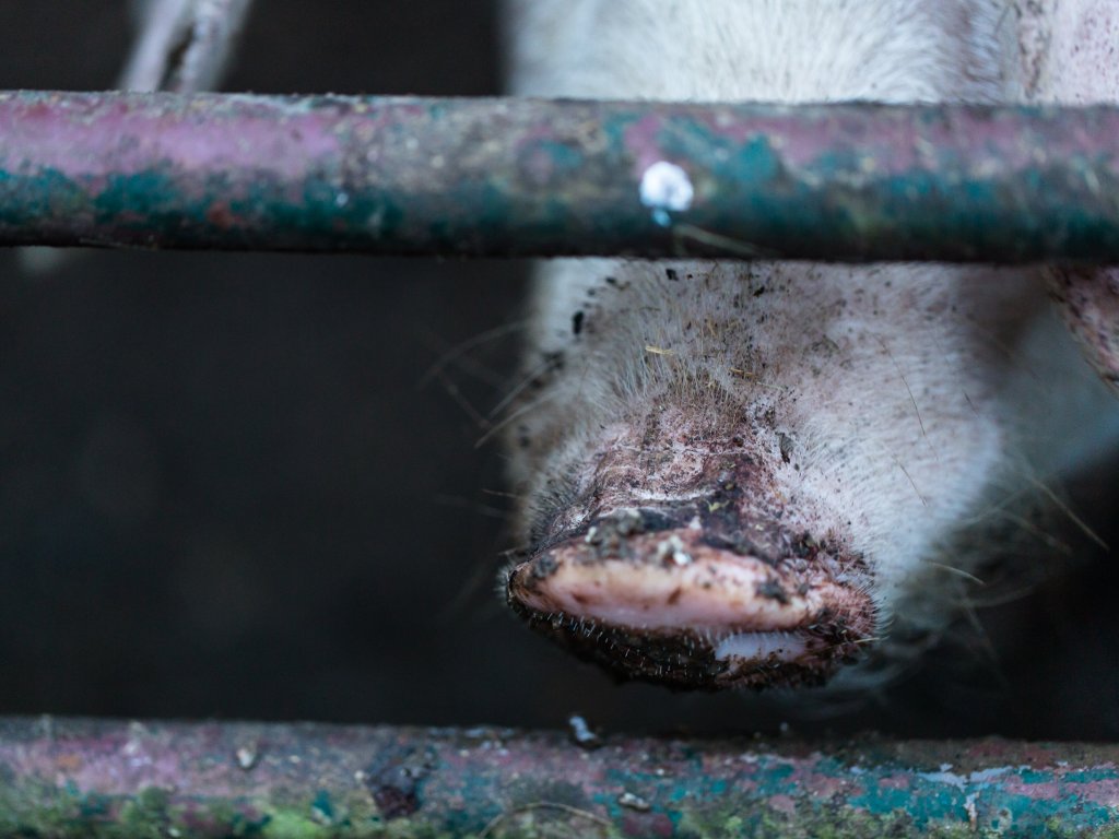 Za svinje eutanazirane zbog afričke kuge isplaćeno 3,3 milijarde dinara iz budžeta