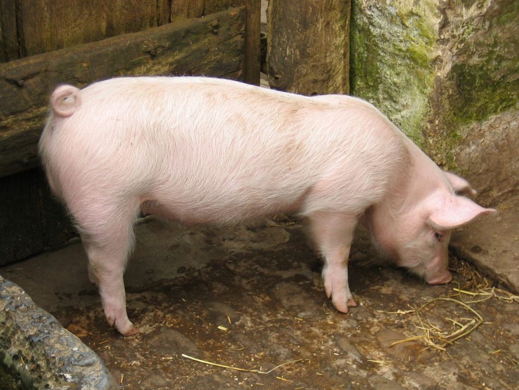 Ukinute mere zbog afričke kuge svinja na teritoriji opštine Opovo