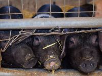 Sve više zainteresovanih za uzgoj moravke, domaće autohtone rase svinja - Koje su prednosti