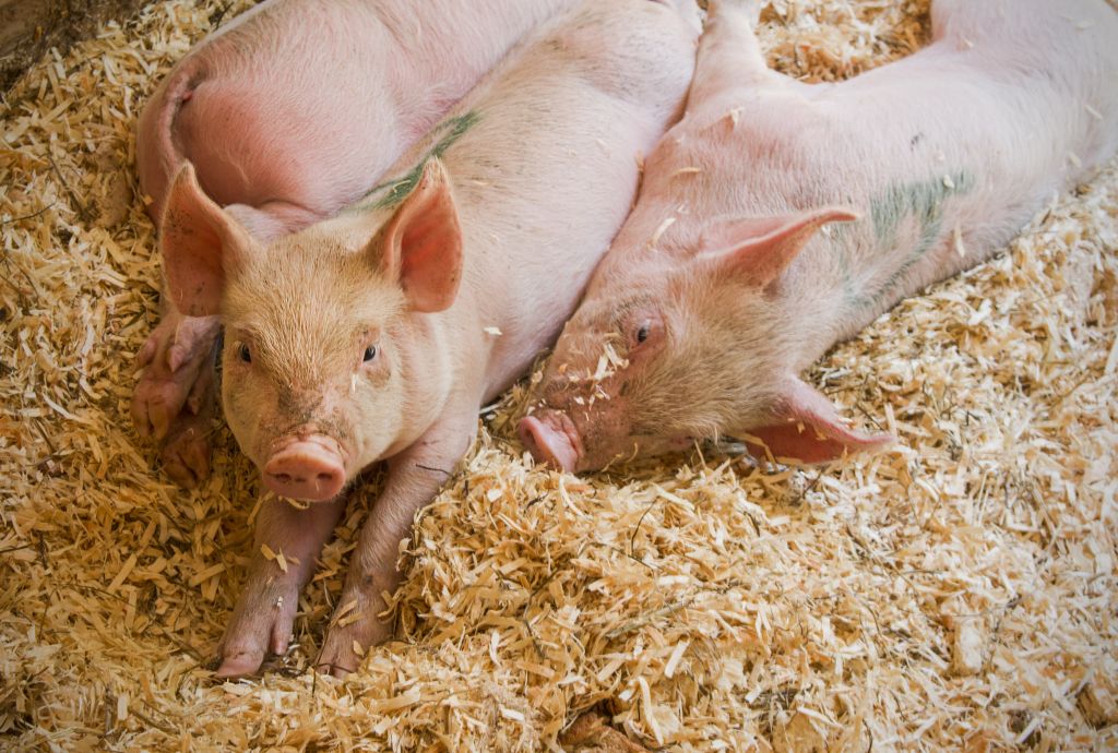 Da li budućnost svinjarstva posle afričke kuge postoji samo za velike farme?