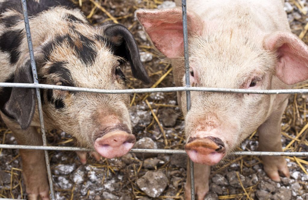 Do sada eutanazirano oko 6.800 svinja, šteta veća od 2,5 mil KM