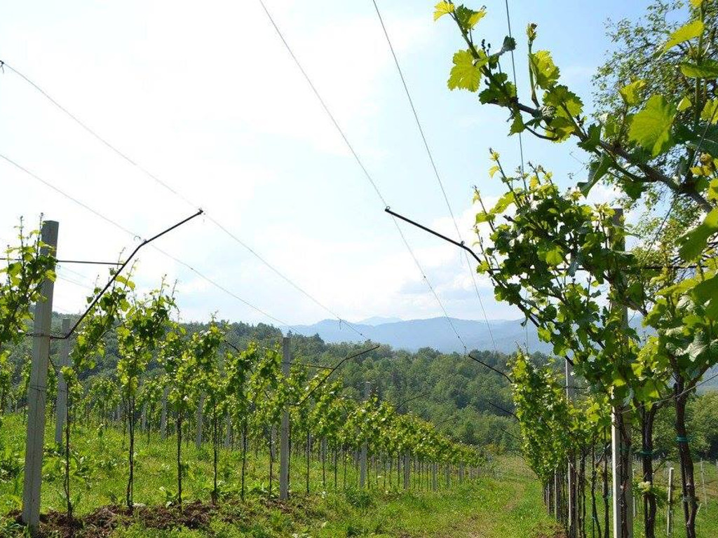 Vinarija Povratak iz Žepča želi izvoz u SAD i Švajcarsku - U planu i sadnja dodatnih 40 hektara vinograda