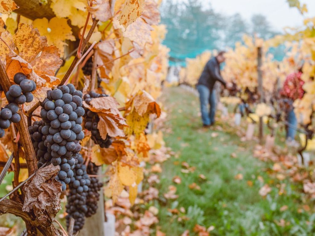 Najstariji vinograd Popovog polja u Hercegovini i dalje daje odlične prinose