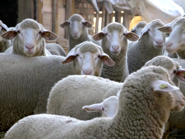 Da li se ovčarska proizvodnja napokon isplati?