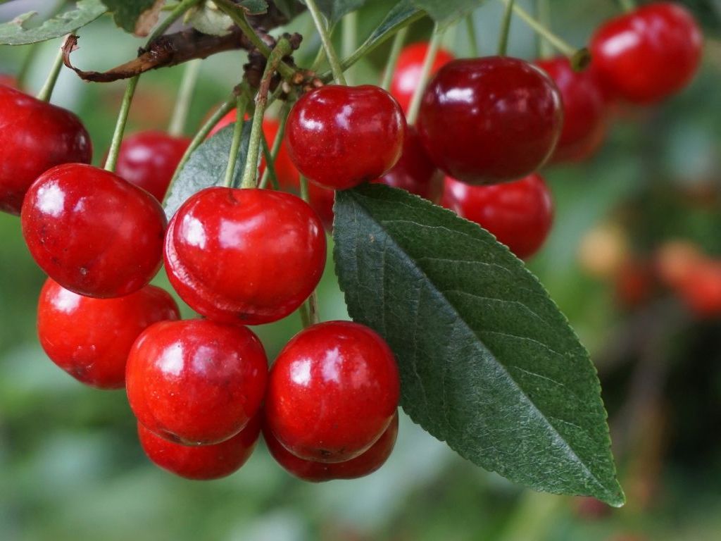 Nova tehnologija gajenja trešnje i višnje - Rezidba voćaka forme španski grm