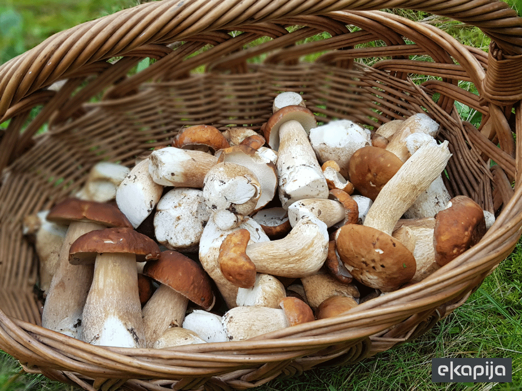 Počinje da radi pogon za preradu gljiva Maglić - Cilj otkup šumskih plodova od mještana