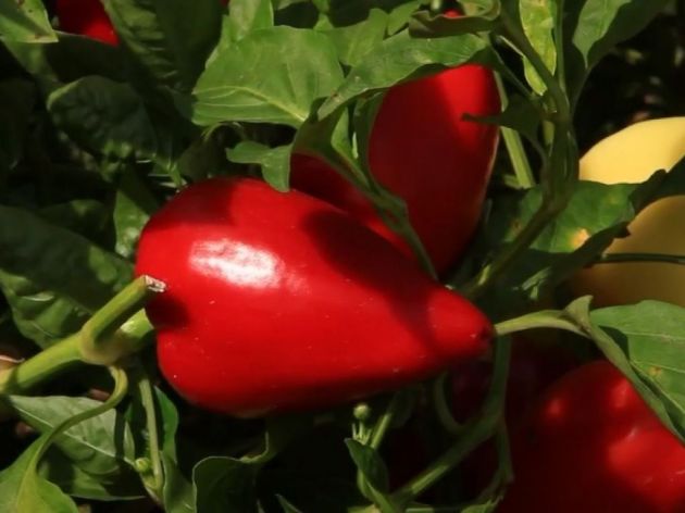 Velika potražnja za autohtonom paprikom vrtka - Opština Bela Palanka za svaki ar daje 5.000 dinara
