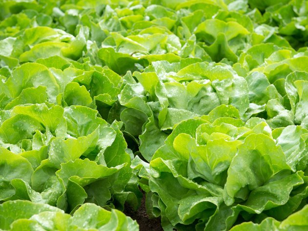 Kada je proizvodnja zelene salate isplativa?