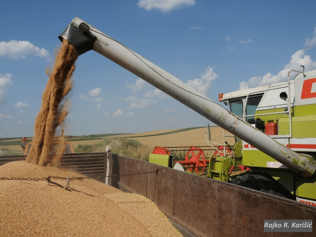 Izvoz srpskog hlebnog žita preko luke Konstanca raste