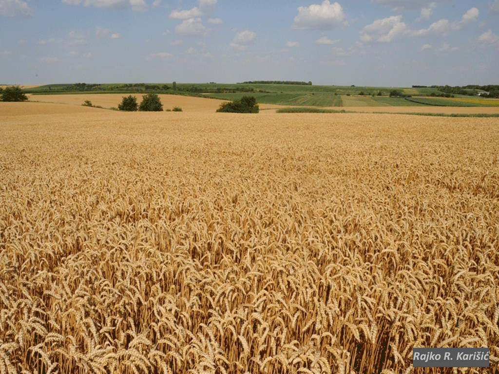 Na tržište stižu sorte pšenice obogaćene cinkom i kukuruz otporan na štetočine?