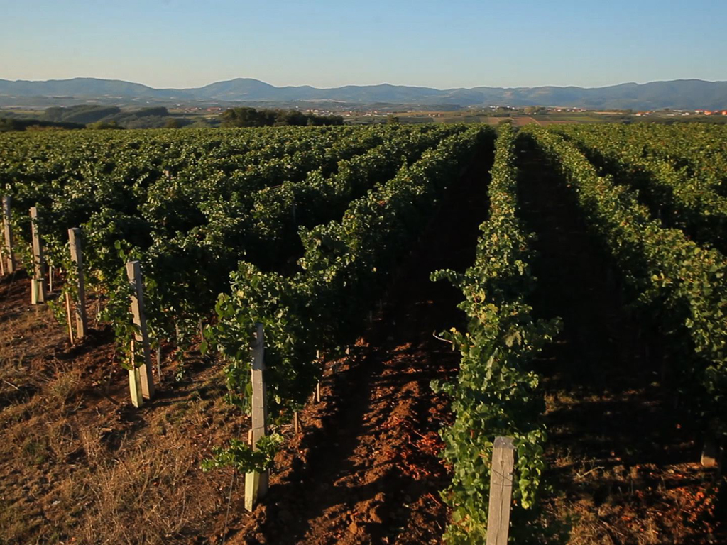 </strong>Weinberge des Weinguts Aleksandrovc erstrecken sich heute auf 75 Hektar