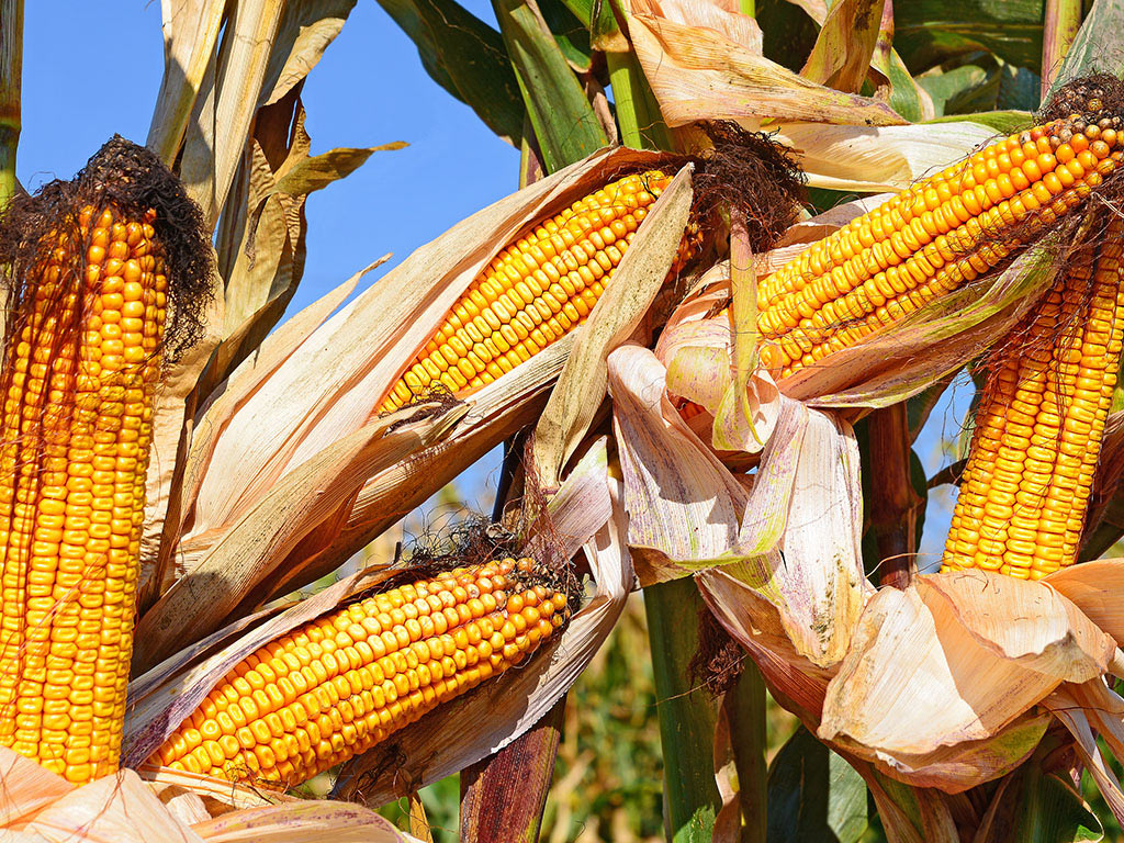 Export von Mais ging um 72 Mio. USD zurück