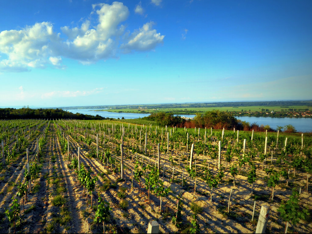 Vineyards of Matalj winery