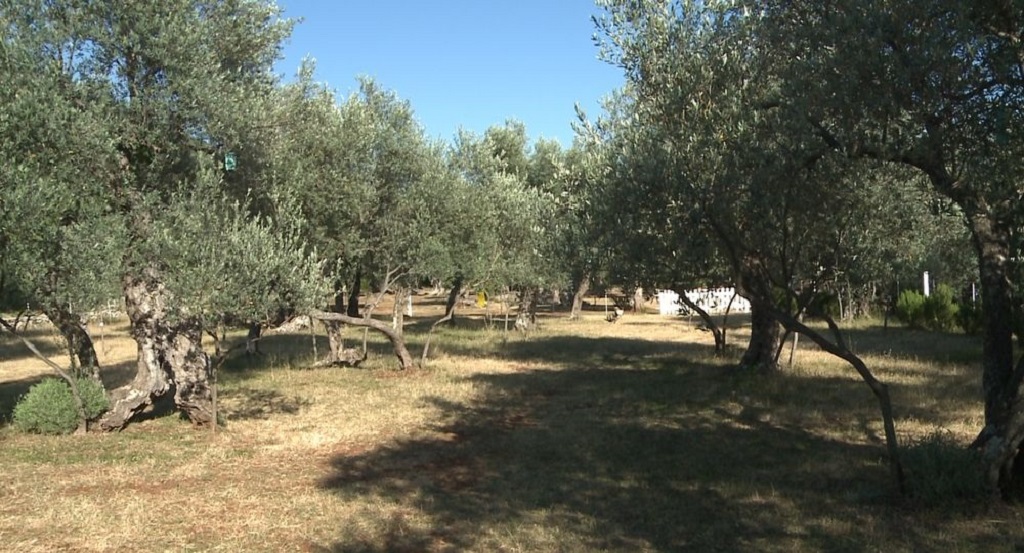 Moric Olive Farm na Luštici
