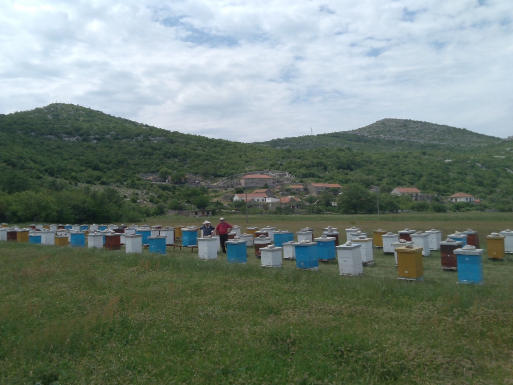 Pčelinjak porodice Pažin