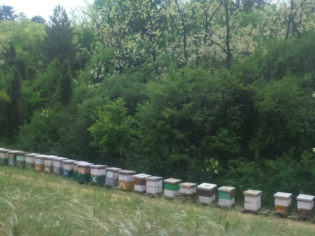 Erno na pčelinjaku trenutno ima 120 košnica