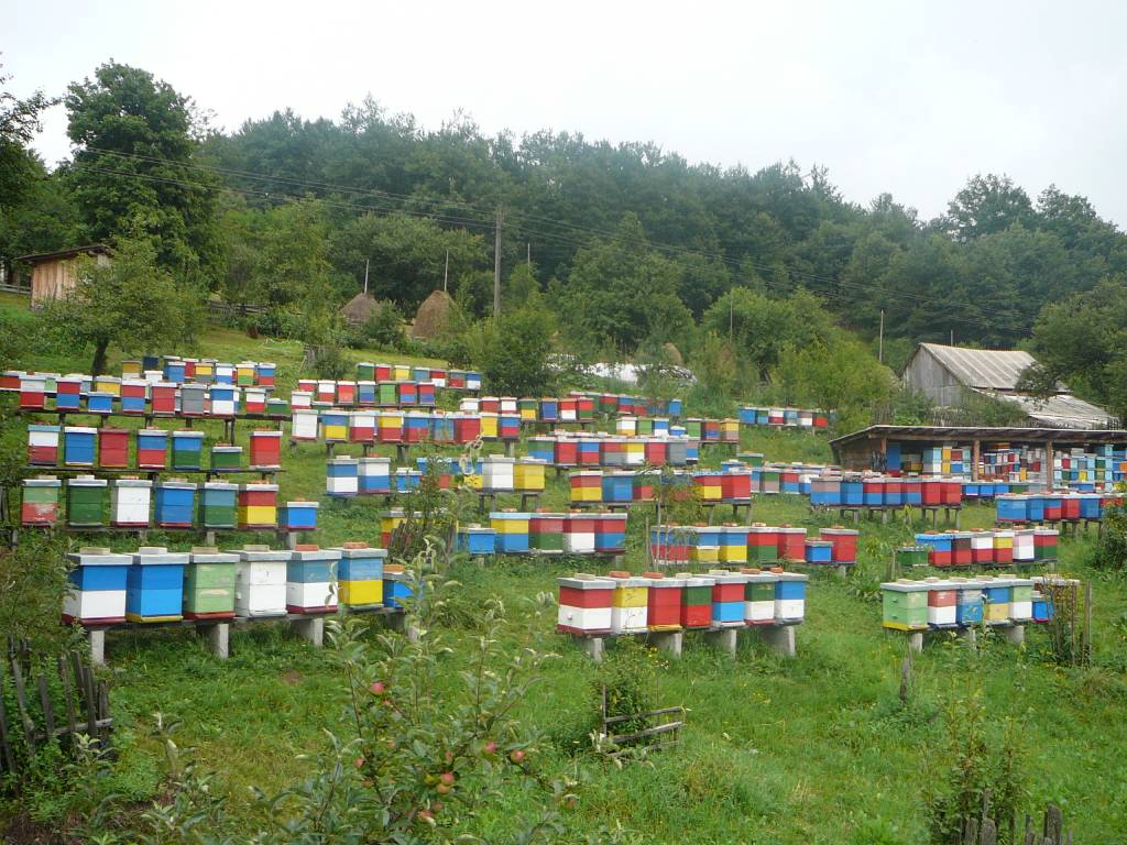 Pčelinjak Nebojše Radovića sa Sokoca
