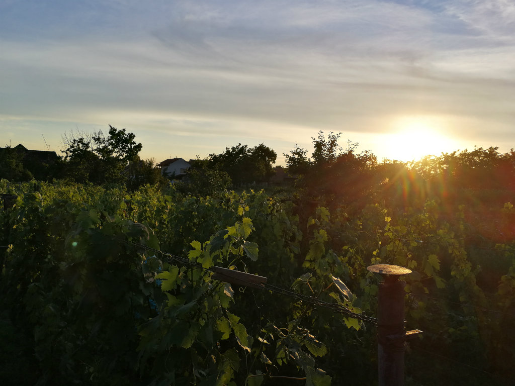 Tesic family's vineyard