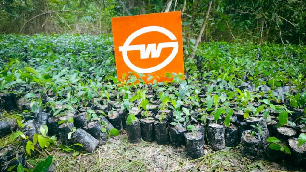 Last year's reforestation project in Togo (West Africa