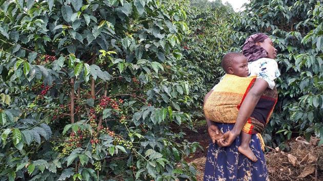 Plantaže kafe u Ugandi