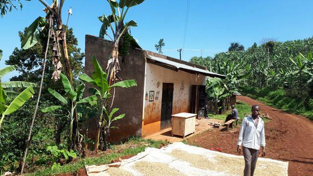 Plantaže kafe u Ugandi