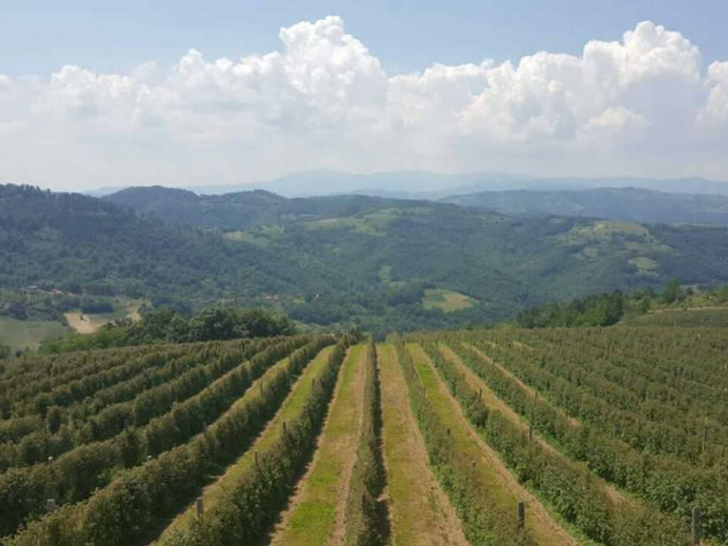 SweetHome plantations at the slopes of Kopaonika