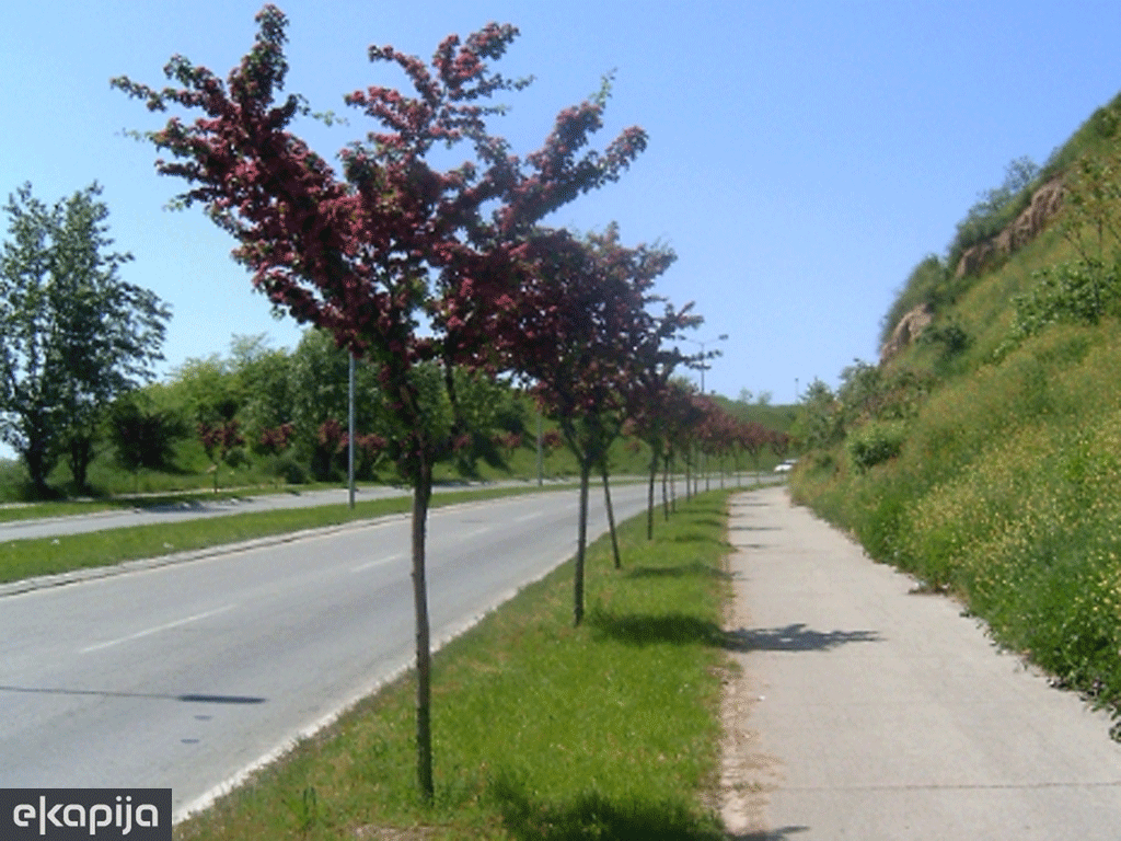 Antitrendovi - drvored na Bežanijskoj kosi, nedavno posečen zarad širenja asfaltne površine