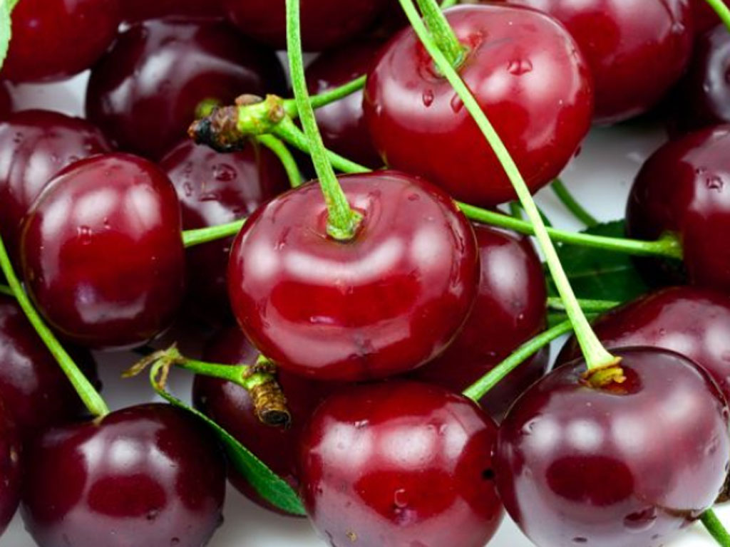 IM Matijevic plans new sour cherry plantations in Zrenjanin